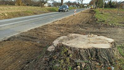 Zarząd Dróg Wojewódzkich nie ukrywa, że podczas remontu drogi na Nałęczów dojdzie do wycinek drzew. Na zdjęciu: wycinka w Sadurkach w 2020 roku przy okazji budowy chodnika