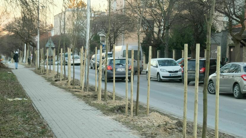 Za pieniądze wywalczone przez mieszkańców z budżetu obywatelskiego udało się m.in. obsadzić drzewami ul. Weteranów