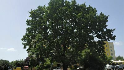 Mieszkańcy pobliskich bloków próbowali ocalić drzewo będące ozdobą ich okolicy. Teraz czekają na posadzenie nowych. Obiecany termin minął