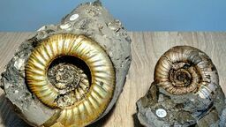 Amonity spod Łukowa