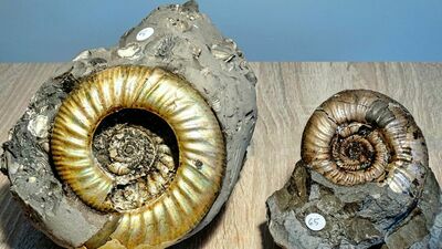 Amonity spod Łukowa