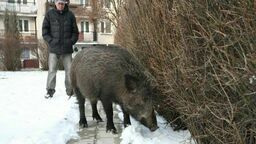 Dzik na ulicy w Lublinie