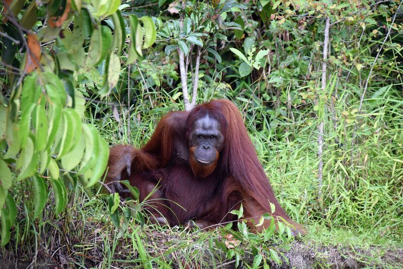 Więcej informacji na stronie akcji: „Nie jem palmowego – chronię orangutany”.