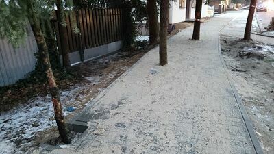 Lubelskie. "Absurd" i "partactwo". Drzewa zabetonowane w chodniku