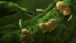 Niesporczaki są w stanie przeżyć w warunkach zbliżonych do próżni. 