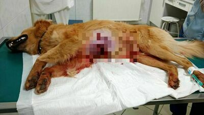 Pies zastrzelony na spacerze na oczach właściciela. Dotarli do myśliwego, usłyszał zarzuty