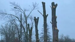 Topole w trakcie wycinki