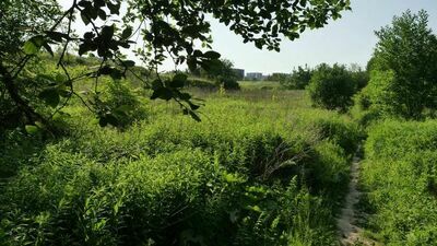 Górki czechowskie latem