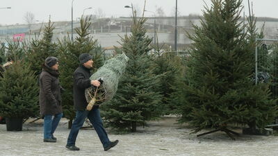 Eksperci radzą: Kupujmy żywe choinki zamiast sztucznych