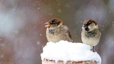 Jak nowoczesna wieś wykańcza dzikie ptaki