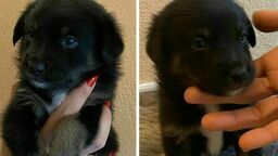 Zziębnięte szczeniaki w worku. Gdyby nie kilku dobrych ludzi, nie przeżyłyby do rana