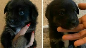 Zziębnięte szczeniaki w worku. Gdyby nie kilku dobrych ludzi, nie przeżyłyby do rana