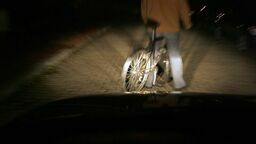 Nowy taryfikator mandatów. Rowerzysta dostał aż 2500 zł mandatu