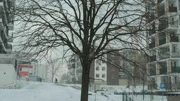 Ratusz zapewnia, że drzewo ocaleje