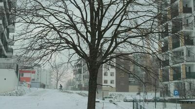 Ratusz zapewnia, że drzewo ocaleje