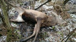 Jeleń umierał w męczarniach. Wstrząsające odkrycie w Lasach Kozłowieckich