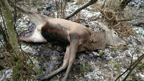 Jeleń umierał w męczarniach. Wstrząsające odkrycie w Lasach Kozłowieckich