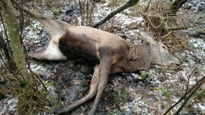 Jeleń umierał w męczarniach. Wstrząsające odkrycie w Lasach Kozłowieckich