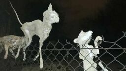 Makabra. Przechodnie widzą zamarznięte truchła kotów na siatce