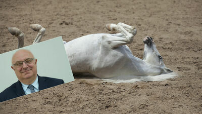 Koń arabski (na większym zdjęciu) oraz radny Zbigniew Jurkowski (mniejsza fotografia)