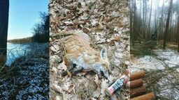 Zdjęcia z oficjalnego profilu facebookowego Nadleśnictwa Biała Podlaska