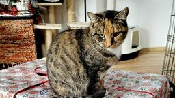 Biała Podlaska: Koty z Kąpielowej potrzebują wsparcia