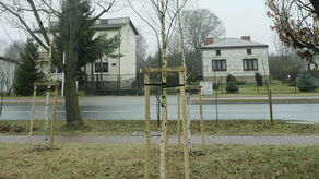 Nowe drzewa posadzono tuż pod starymi, a jedną z brzóz zgięto, by zmieściła się pod dębem