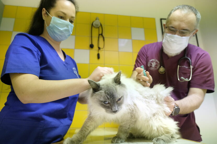 Lekarze weterynarii przyznają, że wielu właścicieli kotów nie zabezpiecza tych zwierząt przed wścieklizną. Na zdjęciu: Robert Czerniak szczepił dzisiaj kota w Lubelskim Centrum Małych Zwierząt w Lublinie