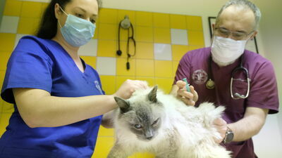 Lekarze weterynarii przyznają, że wielu właścicieli kotów nie zabezpiecza tych zwierząt przed wścieklizną. Na zdjęciu: Robert Czerniak szczepił dzisiaj kota w Lubelskim Centrum Małych Zwierząt w Lublinie