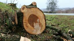 Drogowcy wycinają jak leci. Kolejny pogrom przy szosie