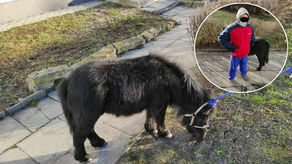 Młody mężczyzna wyprowadził z jednego z pokoi trzymane na sznurku zwierzę