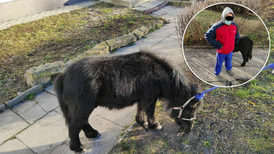 Młody mężczyzna wyprowadził z jednego z pokoi trzymane na sznurku zwierzę