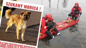 Za Moricem tęskni cała rodzina. Widziałeś go? Zadzwoń tel. 530-066-880