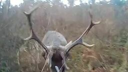 Poważny wypadek na polowaniu.  W gąszczu koło Chełma jeleń znokautował myśliwego