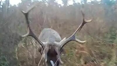 Poważny wypadek na polowaniu.  W gąszczu koło Chełma jeleń znokautował myśliwego