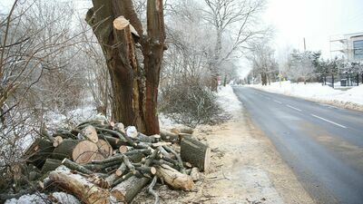 Wielkie rżnięcie w Lublinie i Ratusza „gra w zielone”