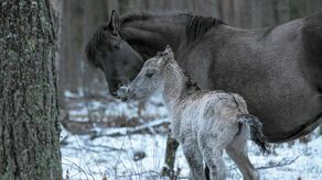 W RPN właśnie przyszły na świat koniki polskie 
