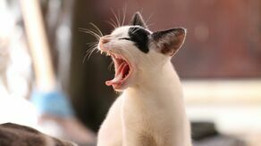 Lubelskie. W kilku powiatach trzeba będzie zaszczepić koty. Groźna choroba coraz bliżej