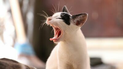 Lubelskie. W kilku powiatach trzeba będzie zaszczepić koty. Groźna choroba coraz bliżej