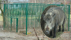 W tę klatkę-pułapkę na początku stycznia złapała się locha z piątką młodych. Według świadków przed śmiercią cierpiała