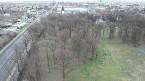 Nowy budynek musiałby być oddalony o 15 metrów od obrysu korony dębu wpisanego na listę pomników przyrody.