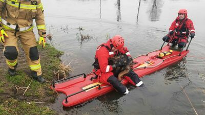 Pies wszedł na lód, ale nie mógł zejść. Uratowali go strażacy [zdjęcia]