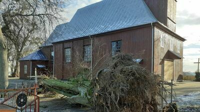 W nocy poprzedzającej tegoroczne świętu Trzech Króli przewróciła się jedna z lip rosnących koło kościoła