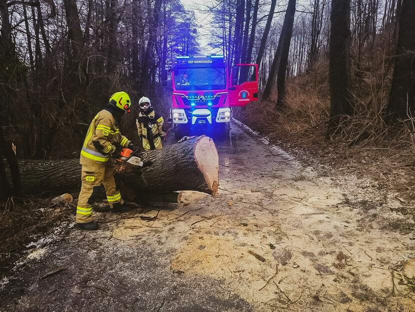Strażacy z OSP Markuszów usuwali w niedzielę powalone drzewo, które zablokowało drogę Zabłocie-Olszowiec