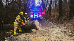 Strażacy z OSP Markuszów usuwali w niedzielę powalone drzewo, które zablokowało drogę Zabłocie-Olszowiec