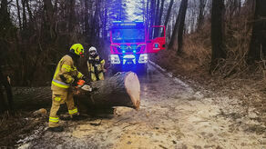 Strażacy z OSP Markuszów usuwali w niedzielę powalone drzewo, które zablokowało drogę Zabłocie-Olszowiec