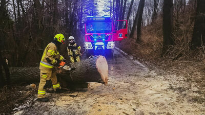 Strażacy z OSP Markuszów usuwali w niedzielę powalone drzewo, które zablokowało drogę Zabłocie-Olszowiec
