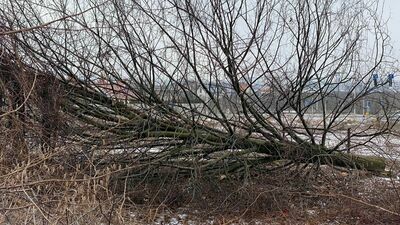 Ratusz zgodził się na usunięcie z terenu inwestycji 49 drzew 