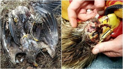 Waleczne bieliki się zakleszczyły i spadły na ziemię. Pomogli im mieszkańcy [zdjęcia, wideo]