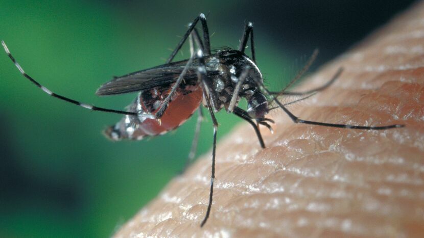 Naukowcy zwracają uwagę, że pewne gatunki komarów, które dotąd występowały głównie w krajach tropikalnych, wraz ze zmianami klimatycznymi mogą rozszerzać swój zasięg na Azję, Europę czy Amerykę Północną
